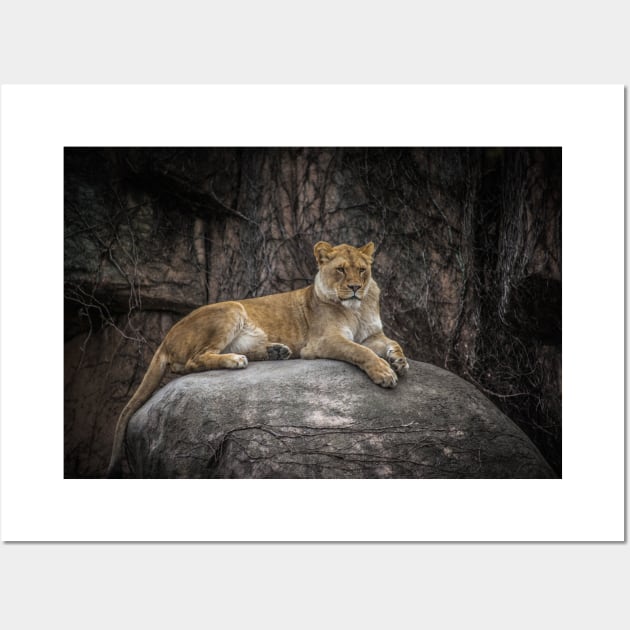 A Lioness Perch Wall Art by Enzwell